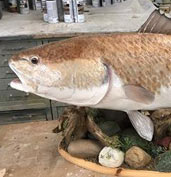 Fish Replicas, Reproductions and Mounts
