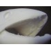 Dolly Vardon/Arctic Char Fish Head - 5.5