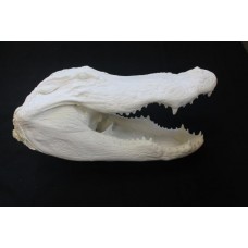 Alligator Head - Signature