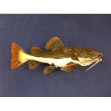 Red Tail Catfish Fins Set - 25-27"