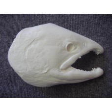 Silver Salmon Fish Head -  5