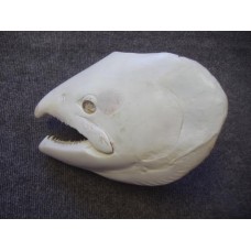 King Salmon Fish Head -  6.75