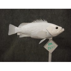 Pacific Rock Fish Replica -Black 22.5"