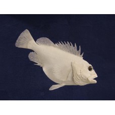 Pacific Rock Fish Replica -China 13"
