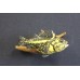 Pacific Rock Fish Replica -China 13"