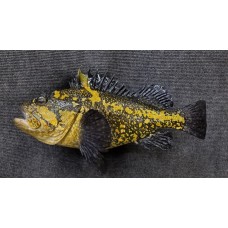 Pacific Rock Fish Replica -China 15.5"