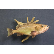 Pacific Rock Fish Replica -Dusky 24.5"