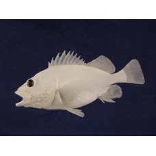 Pacific Rock Fish Replica -Flag 12"