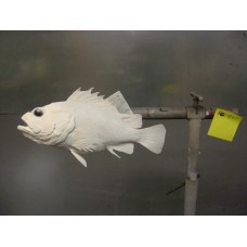Pacific Rock Fish Replica -Gopher 12"