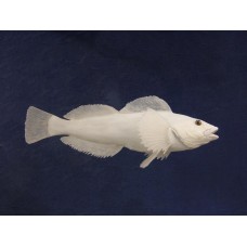 Pacific Rock Fish Replica -Greenling 15"
