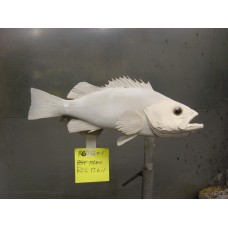 Pacific Rock Fish Replica -Olive 17"