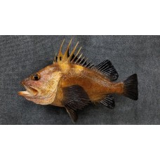 Pacific Rock Fish Replica -Quillback 19.5"