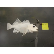 Pacific Rock Fish Replica -Rosy 12"