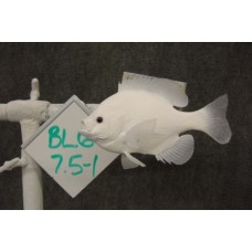 Bluegill Replica -  7.5"
