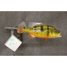 Peacock Bass Replica -  18"