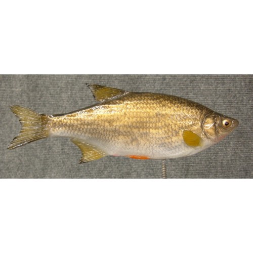 Bait Fish Golden Shiner - 8.5 Painted