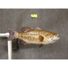 Smallmouth Bass Replica -  20"