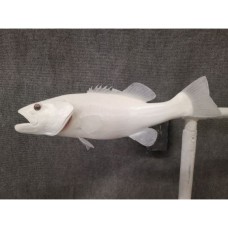 Spotted Bass Replica -  18"