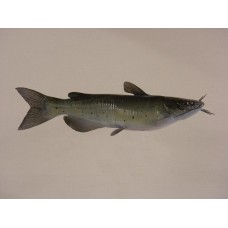 Channel Catfish Replica -  17"