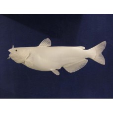 Channel Catfish Replica -  26.5"