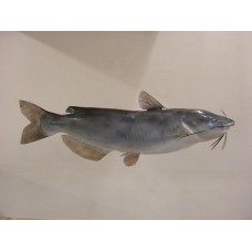 Channel Catfish Replica -  34.5"