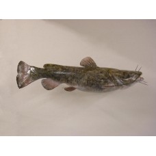 Flat Head Catfish Replica -  39"
