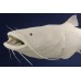 Flat Head Catfish Replica -  46"