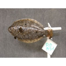 Flounder Replica - 19.5"
