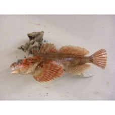 Pacific Rock Fish Replica -Irish Lord 17"