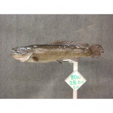 Miscelaneous Warmwater Replica Bowfin -  28"