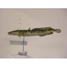 Miscelaneous Warmwater Replica Burbot - 14.5"