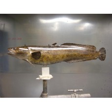 Miscelaneous Warmwater Replica Burbot -  31"