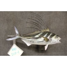 Rooster Fish Replica -  21"