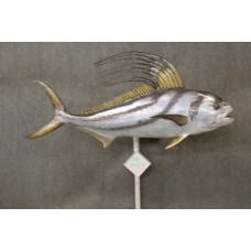 Rooster Fish Replica - 54.5"