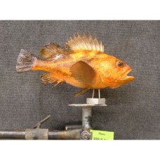Pacific Rock Fish Replica -Quillback 15"
