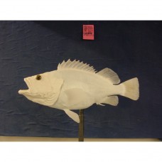 Yellow Eye Rock Fish Replica -  28.0"