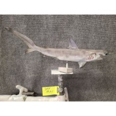 Sharks Replica Hammerhead-  19"