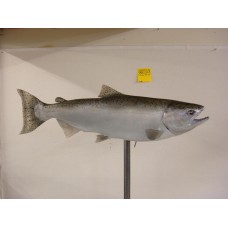 King Salmon Replica - 36"
