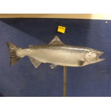 King Salmon Replica - 38"