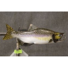 Kokanee Salmon Replica - 22.5"