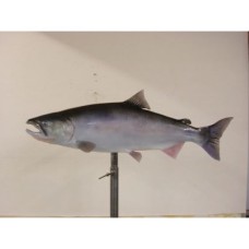 Silver Salmon Replica - 30"