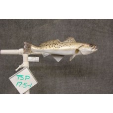 Speckled Sea Trout Replica - 17.5"
