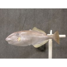 Miscelaneous Salt Water Replica Unicorn Filefish - 21"