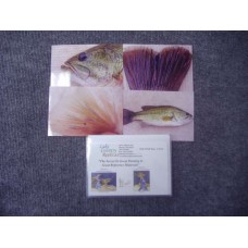 Warmwater Species - Bass-Largemouth Reference Material