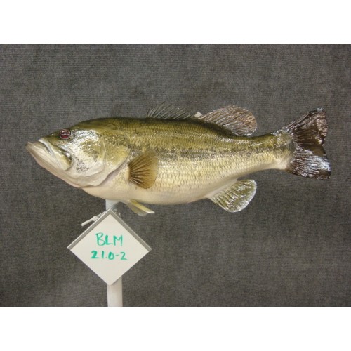 Largemouth Bass Replica - 21"