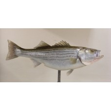 Striped Bass Replica -  36.5"
