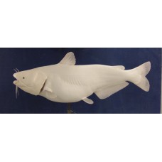 Blue Catfish Replica -  49"