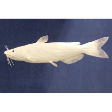 Channel Catfish Replica -  20"