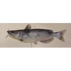 Channel Catfish Replica -  29.5"