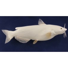 Channel Catfish Replica -  31"
